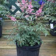 Astilbe simplicifolia 'Key West' Astilbe simplicifolia 'Key West'