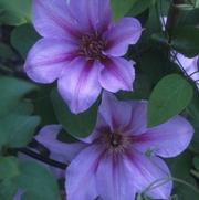 Clematis 'Candy Stripe' Clematis 'Candy Stripe'