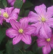 Clematis 'Comtesse de Bouchard' Clematis 'Comtesse de Bouchard'