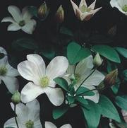 Clematis 'Huldine' Clematis 'Huldine'