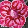 Dianthus hybrid 'Starburst' Dianthus hybrid 'Starburst'