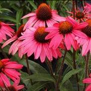 Echinacea purpurea 'Glowing Dream' Echinacea purpurea 'Glowing Dream'