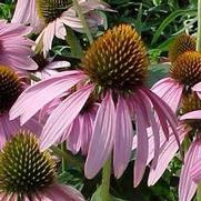 Echinacea purpurea 'Bright Star' Echinacea purpurea 'Bright Star'