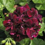 Geranium Ivy 'Precision Dark Burgundy'