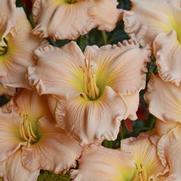 Hemerocallis hybrid 'Sweet Tart' Hemerocallis hybrid 'Sweet Tart'