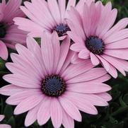 Osteospermum hybrid 'Soprano Light Purple' Osteospermum hybrid 'Soprano Light Purple'