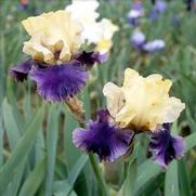 Iris germanica 'Jurassic Park' Iris germanica 'Jurassic Park'