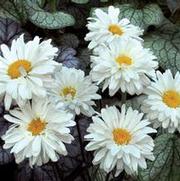 Leucanthemum superbum 'Victorian Secret' Leucanthemum superbum 'Victorian Secret'