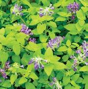 Nepeta hybrid 'Limelight' Nepeta hybrid 'Limelight'