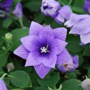 Platycodon grandiflorus 'Astra Double Blue' Platycodon grandiflorus 'Astra Double Blue'