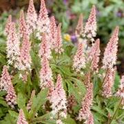 Tiarella 'Pink Rocket' Tiarella 'Pink Rocket'