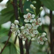 Aronia arbutifolia 'Brilliantissma'
