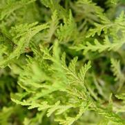 Chamaecyparis pisifera 'Vintage Gold' Chamaecyparis pisifera 'Vintage Gold'