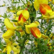 Cytisus 'Madame Butterfly' Cytisus 'Madame Butterfly'