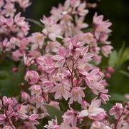 Deutzia 'Yuki Cherry Blossom' Deutzia 'Yuki Cherry Blossom'