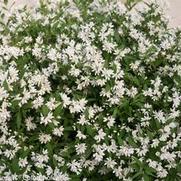 Deutzia 'Yuki Snowflake' Deutzia 'Yuki Snowflake'