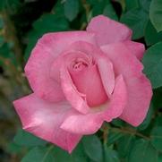 Rosa 'First Prize' Rosa 'First Prize'