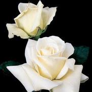 Rosa 'John F. Kennedy' Rosa 'John F. Kennedy'