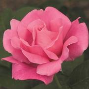 Rosa 'Perfume Delight' Rosa 'Perfume Delight'