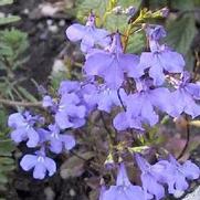 Lobelia 'Crystal Palace' Lobelia 'Crystal Palace'