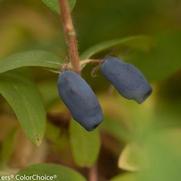 Lonicera Caerula 'Sugar Mt. Blue' Lonicera Caerula 'Sugar Mt. Blue'