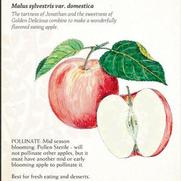 Malus domestica 'Jonagold' Malus domestica 'Jonagold'
