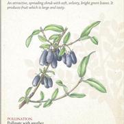 Lonicera edulis var. kamtschatica 'Blue Moon' Lonicera edulis var. kamtschatica 'Blue Moon'