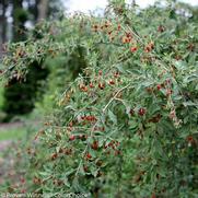 Lycium barbarum 'Sweet Lifeberry' Lycium barbarum 'Sweet Lifeberry'