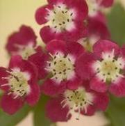 Crateagus laevigata 'Superba' 'Crimson Cloud' Crateagus laevigata 'Superba' 'Crimson Cloud'