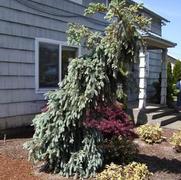 Picea pungens ''Pendula'' Picea pungens ''Pendula''