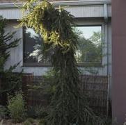 Picea 'Weeping Spruce' Picea 'Weeping Spruce'