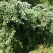 Pinus Strobus 'Weeping white pine' Pinus Strobus 'Weeping white pine'