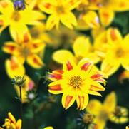 Bidens Hybrid 'Red stripe' Bidens Hybrid 'Red stripe'