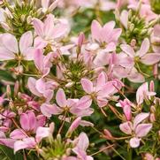 Cleome Hybrid 'Senorita Mi Amor' Cleome Hybrid 'Senorita Mi Amor'