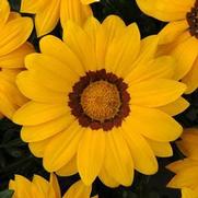 Gazania Rigens 'New Day Yellow' Gazania Rigens 'New Day Yellow'