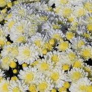 Chrysanthemum Garden Mum 'Dove White' Chrysanthemum Garden Mum 'Dove White'