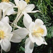 Aquilegia hybrid 'Songbird Dove' Aquilegia hybrid 'Songbird Dove'