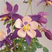 Aquilegia hybrid 'Songbird Nightingale' Aquilegia hybrid 'Songbird Nightingale'