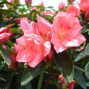 Azalea hybrid 'Blaauws Pink' Azalea hybrid 'Blaauws Pink'