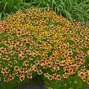 Coreopsis verticillata 'Cruizin' Rt. 66' Coreopsis verticillata 'Cruizin' Rt. 66'