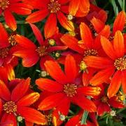 Coreopsis verticillata 'Ladybird' Coreopsis verticillata 'Ladybird'