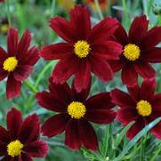 Coreopsis hybrid 'L'il Bang Red Elf' Coreopsis hybrid 'L'il Bang Red Elf'