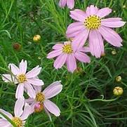 Coreopsis verticillata 'Rosea' Coreopsis verticillata 'Rosea'