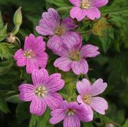 Geranium x oxonianum 'Miss Heidi' Geranium x oxonianum 'Miss Heidi'