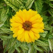 Heliopsis helianthoides 'Double Sunstruck' Heliopsis helianthoides 'Double Sunstruck'