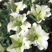 Petunia hybrid 'Surfinia Lime' Petunia hybrid 'Surfinia Lime'