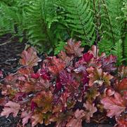 Heuchera hybrid 'Peach Flambe' Heuchera hybrid 'Peach Flambe'