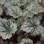 Heuchera hybrid 'Rave On' Heuchera hybrid 'Rave On'