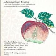 Malus domestica 'Summer Rambo' Malus domestica 'Summer Rambo'