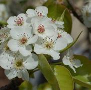 Pyrus calleryana 'Cleveland Select' Pyrus calleryana 'Cleveland Select'